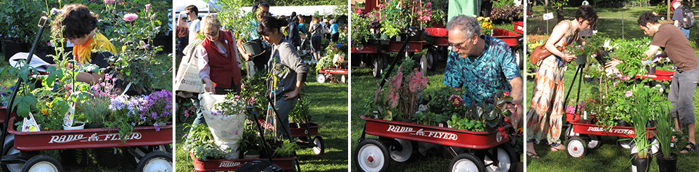 BBG Plant Sale images