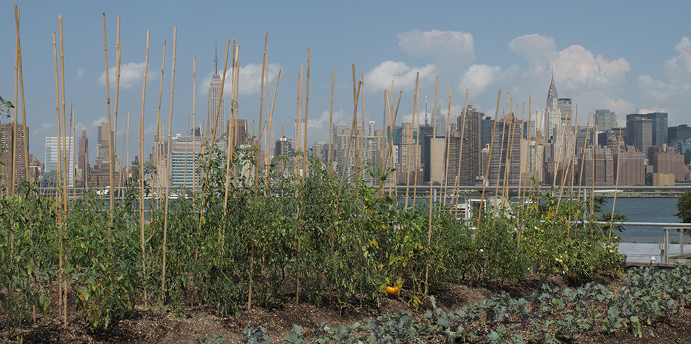 Eagle Street Rooftop Farm