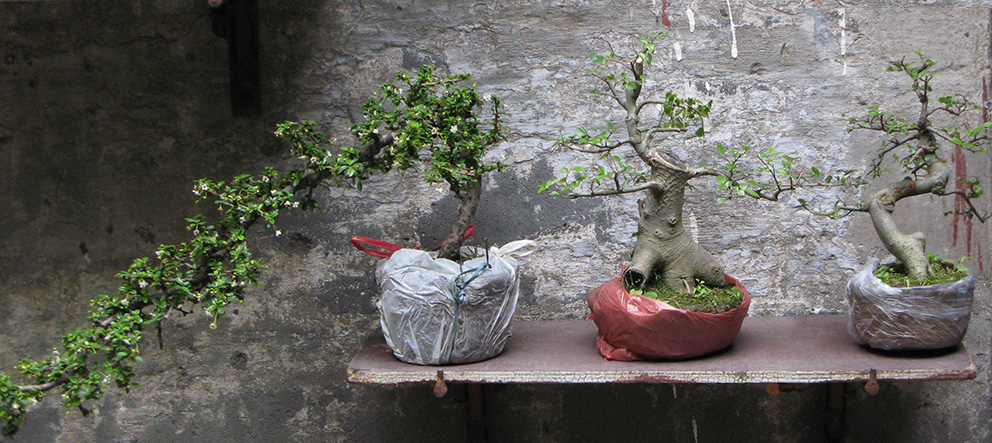 Guangzhou bonsai market