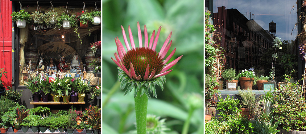 Health and plants
