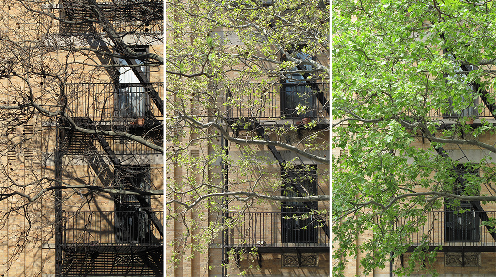 Plane tree in Spring