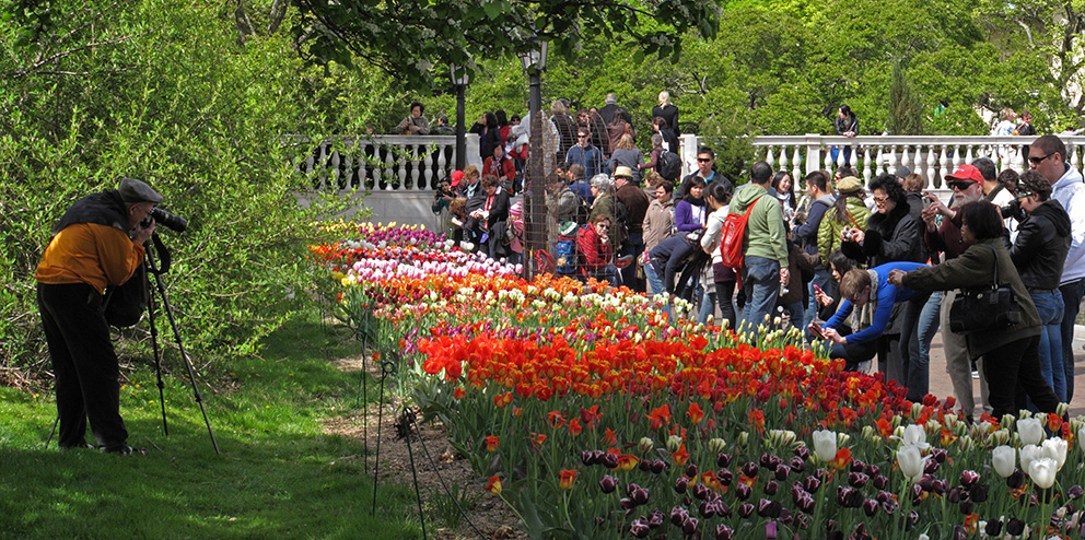 Tulips at BBG